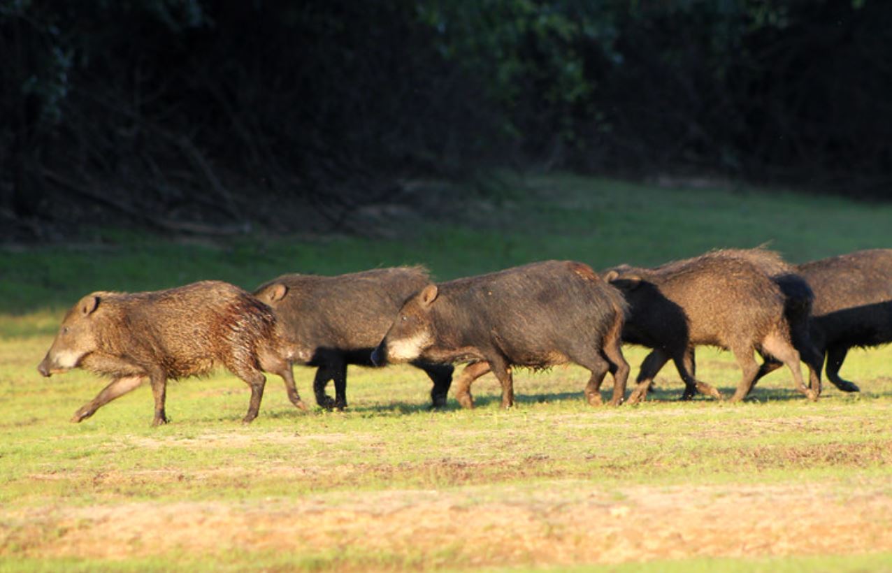 九游app下载-貒猪